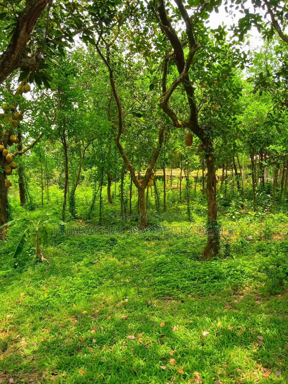 105 Decimal Hill-Type Garden Land for Sale in Kaliganj