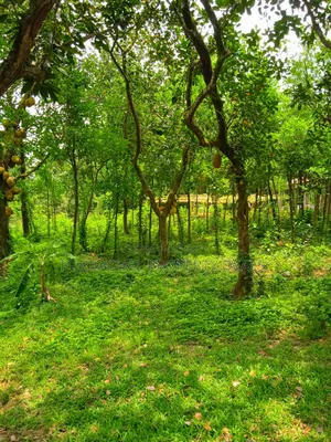 105 Decimal Hill-Type Garden Land for Sale in Kaliganj