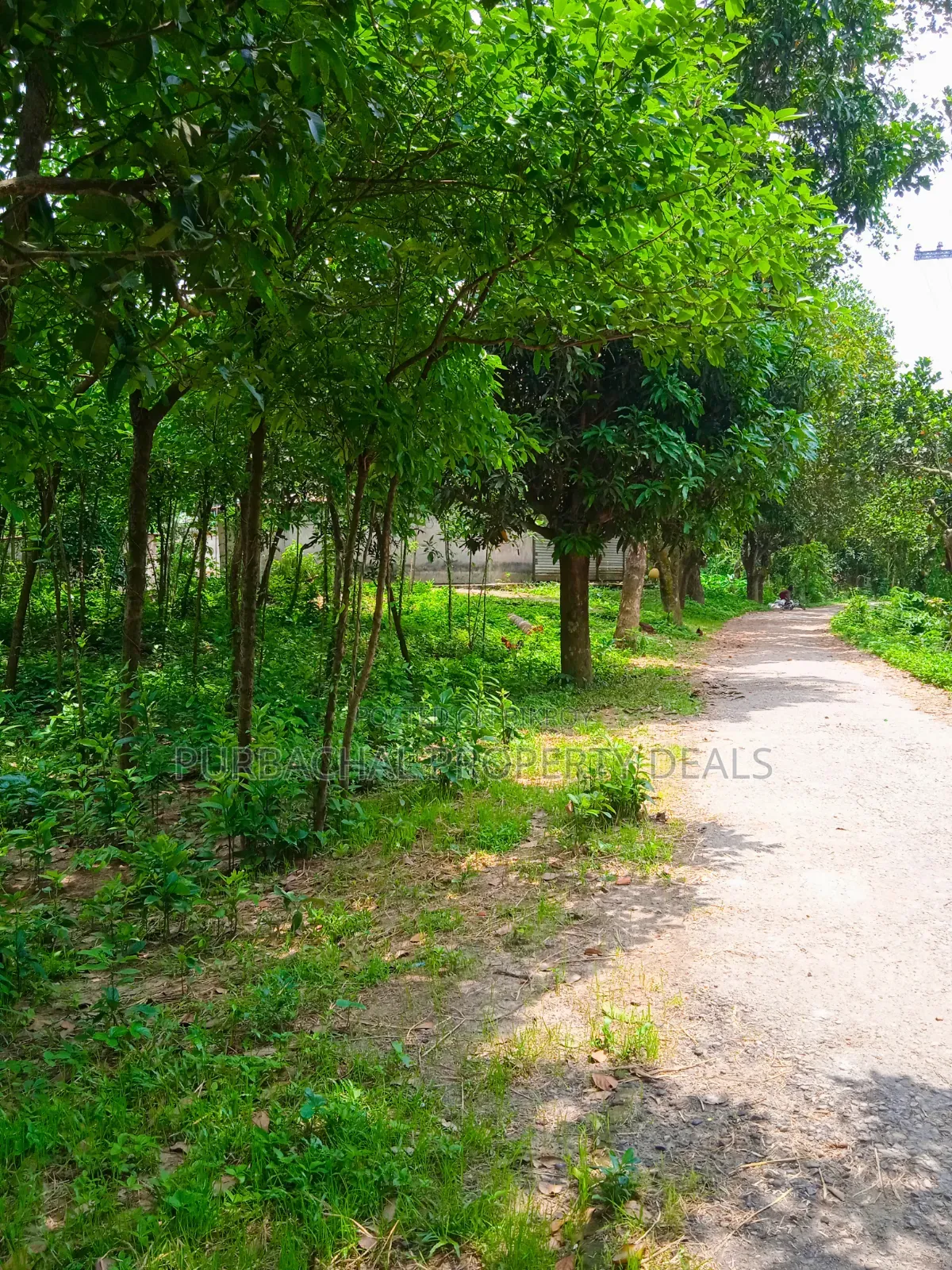 105 Decimal Hill-Type Garden Land for Sale in Kaliganj