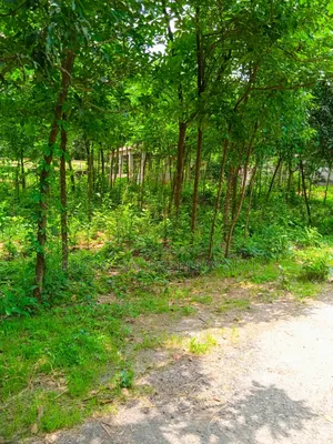 105 Decimal Hill-Type Garden Land for Sale in Kaliganj