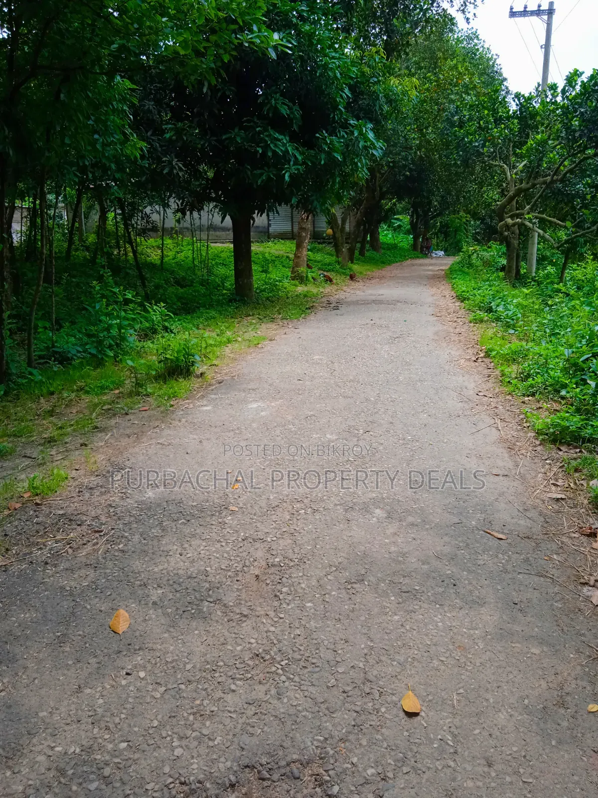 105 Decimal Hill-Type Garden Land for Sale in Kaliganj