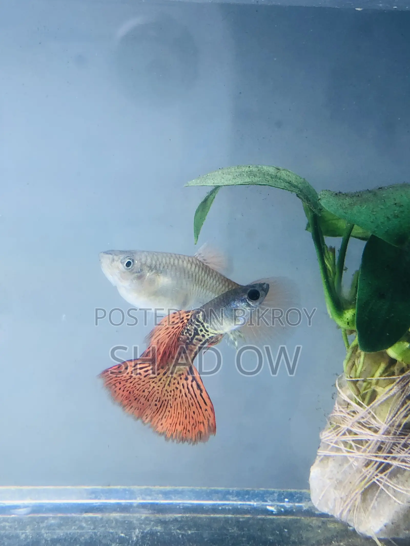 Red Metal Lace Brood