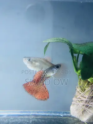 Red Metal Lace Brood