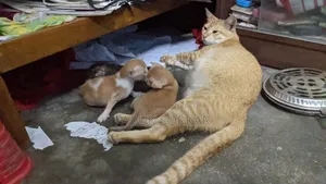 0-1 Month Female Purebred Bengal