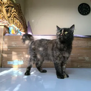 ১+ বছর বয়সী মেয়ে পারশিয়ান বিড়াল