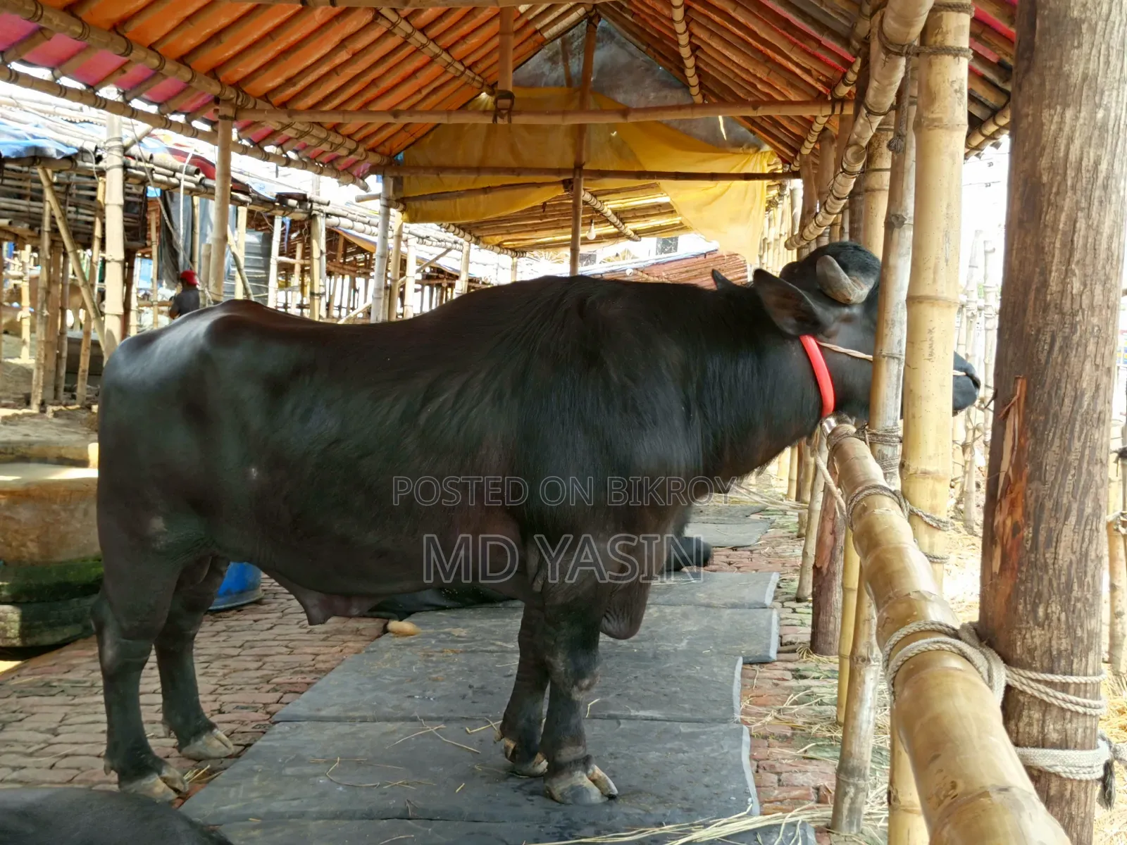 কসাই সার্ভিস