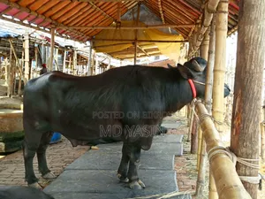 কসাই সার্ভিস