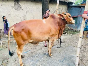 গরু বিক্রি হবে