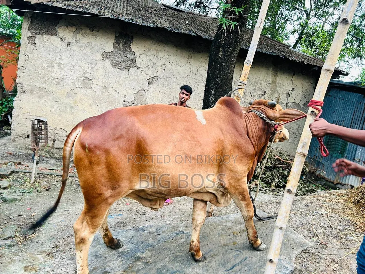 গরু বিক্রি হবে