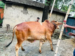 গরু বিক্রি হবে