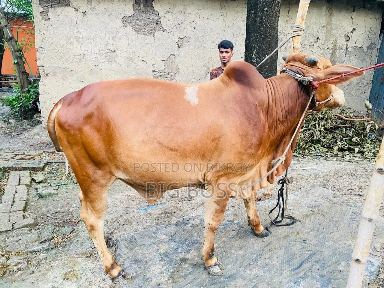 গরু বিক্রি হবে
