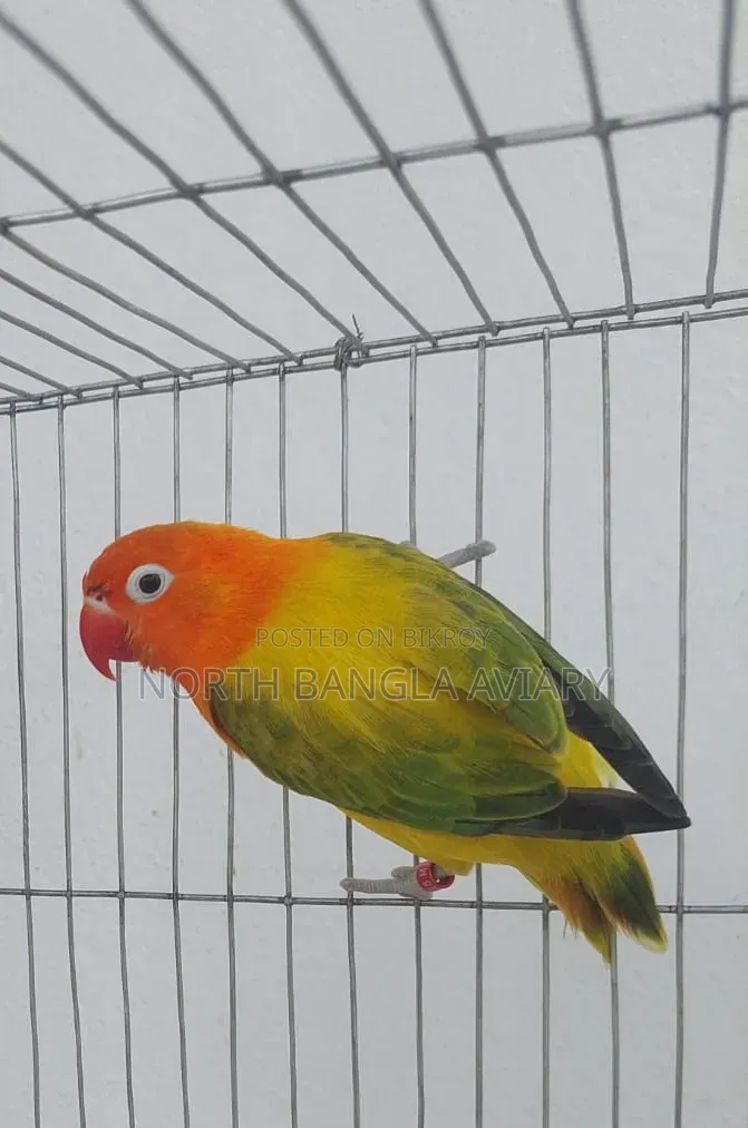 Lovebird