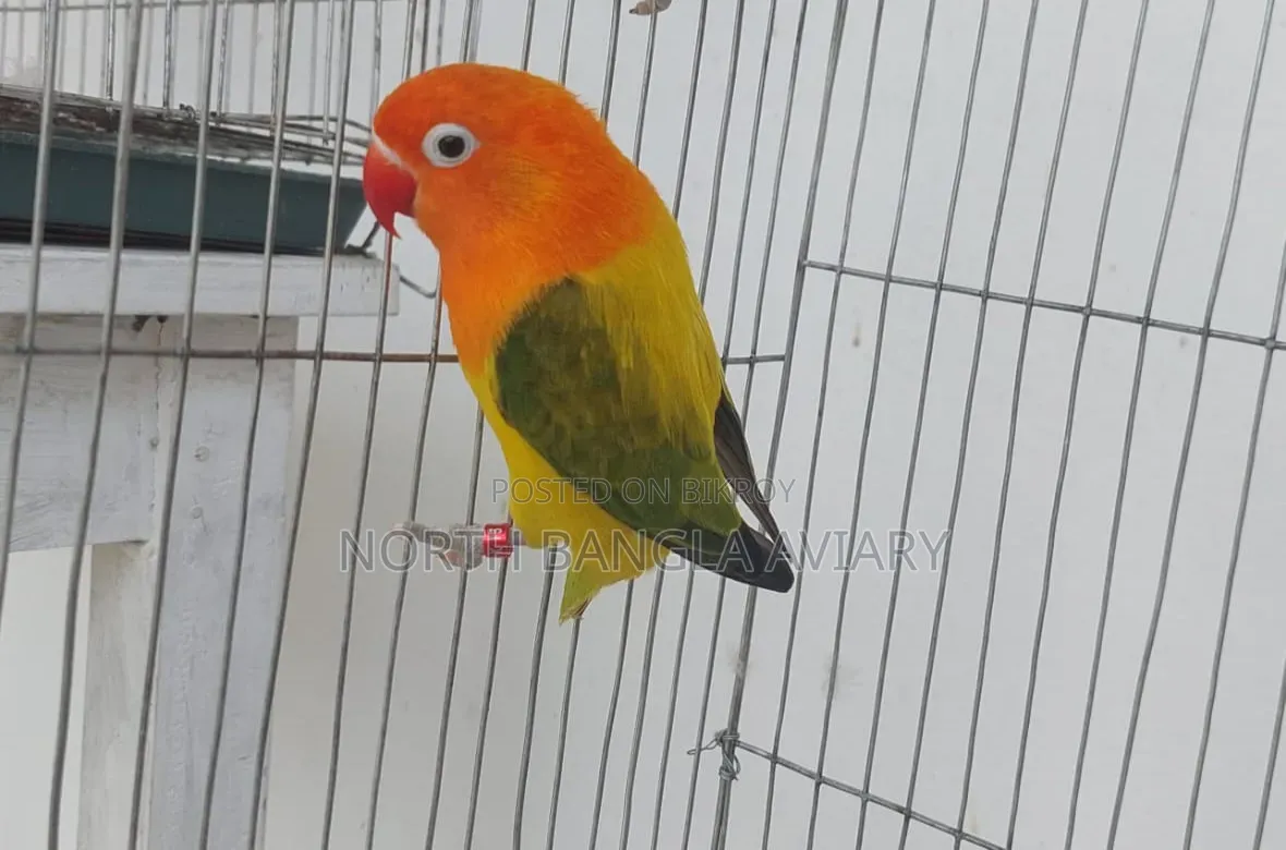Lovebird