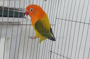 Lovebird