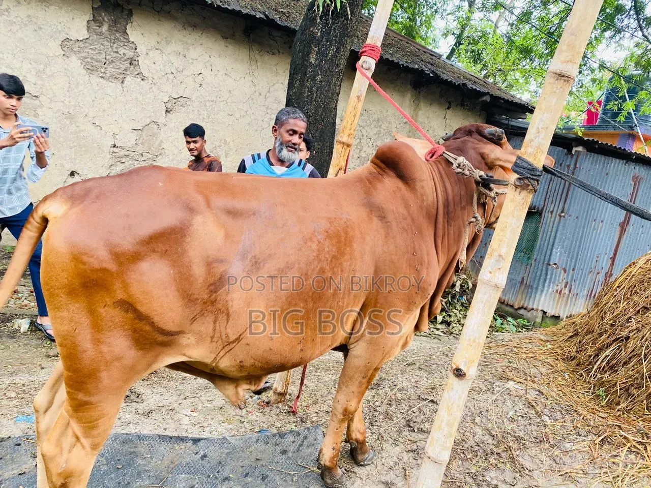 গরু বিক্রি হবে।