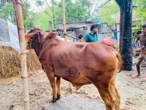 গরু বিক্রি হবে।