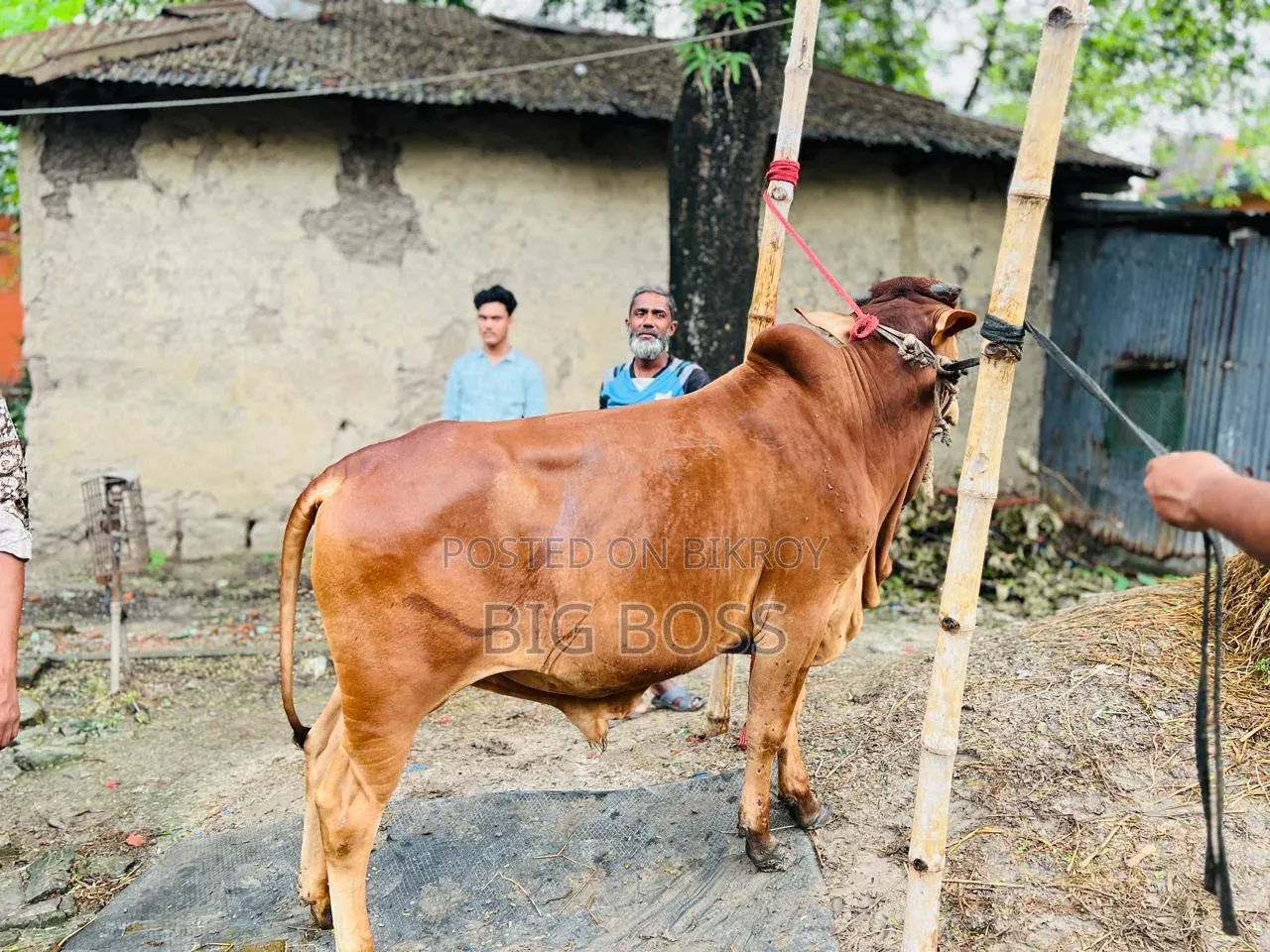 গরু বিক্রি হবে।