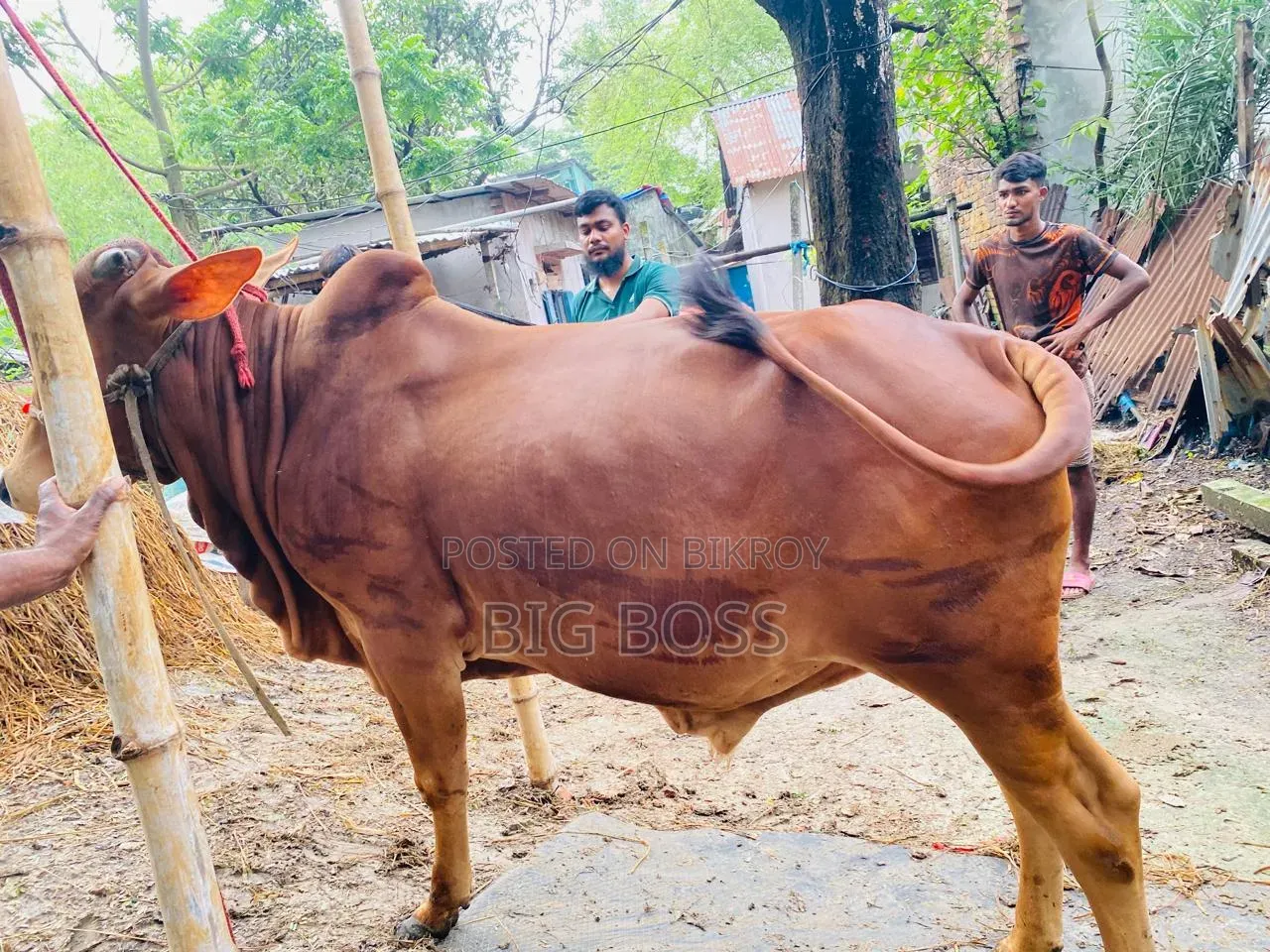 গরু বিক্রি হবে।