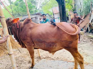 গরু বিক্রি হবে।