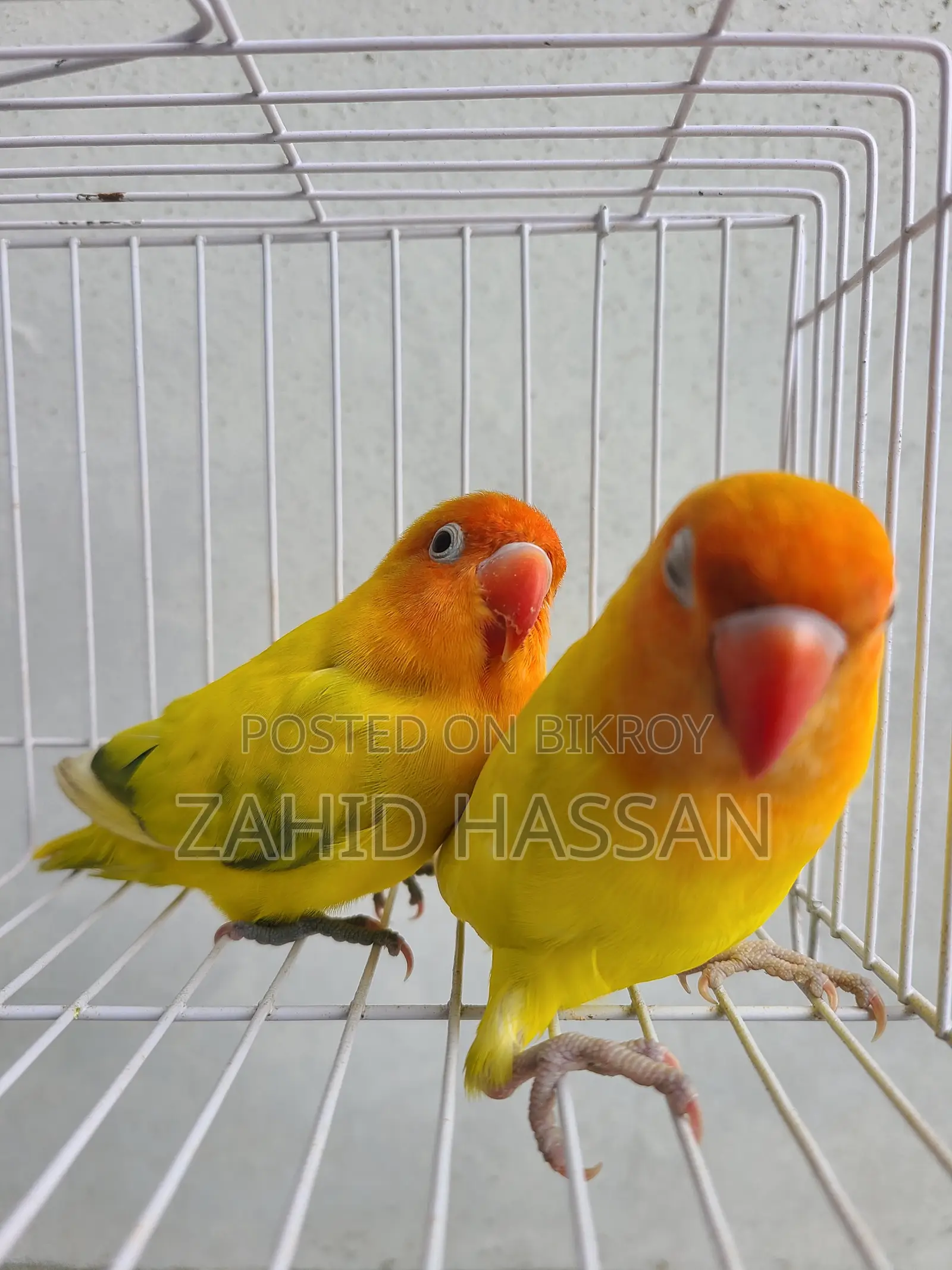 Love Bird Running Pair