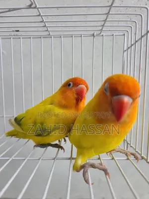 Love Bird Running Pair