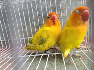 Love Bird Running Pair