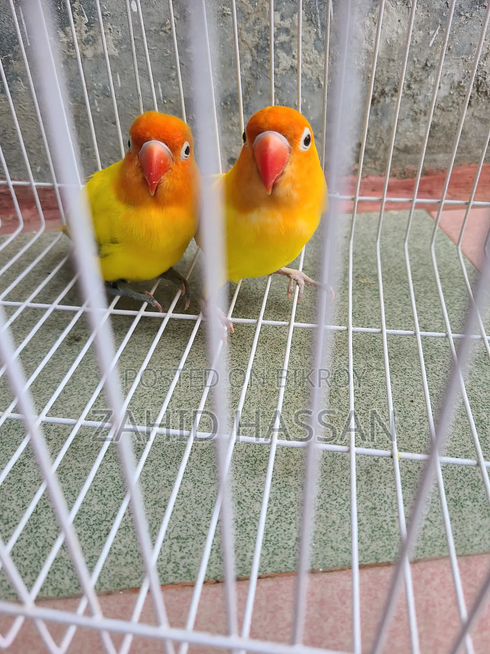 Love Bird Running Pair