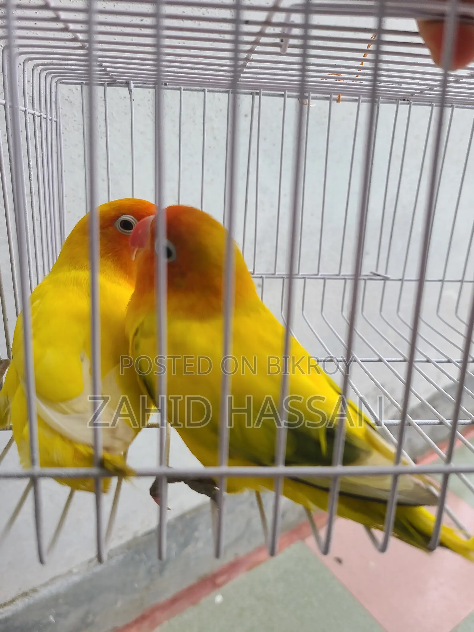 Love Bird Running Pair