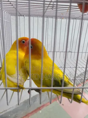 Love Bird Running Pair