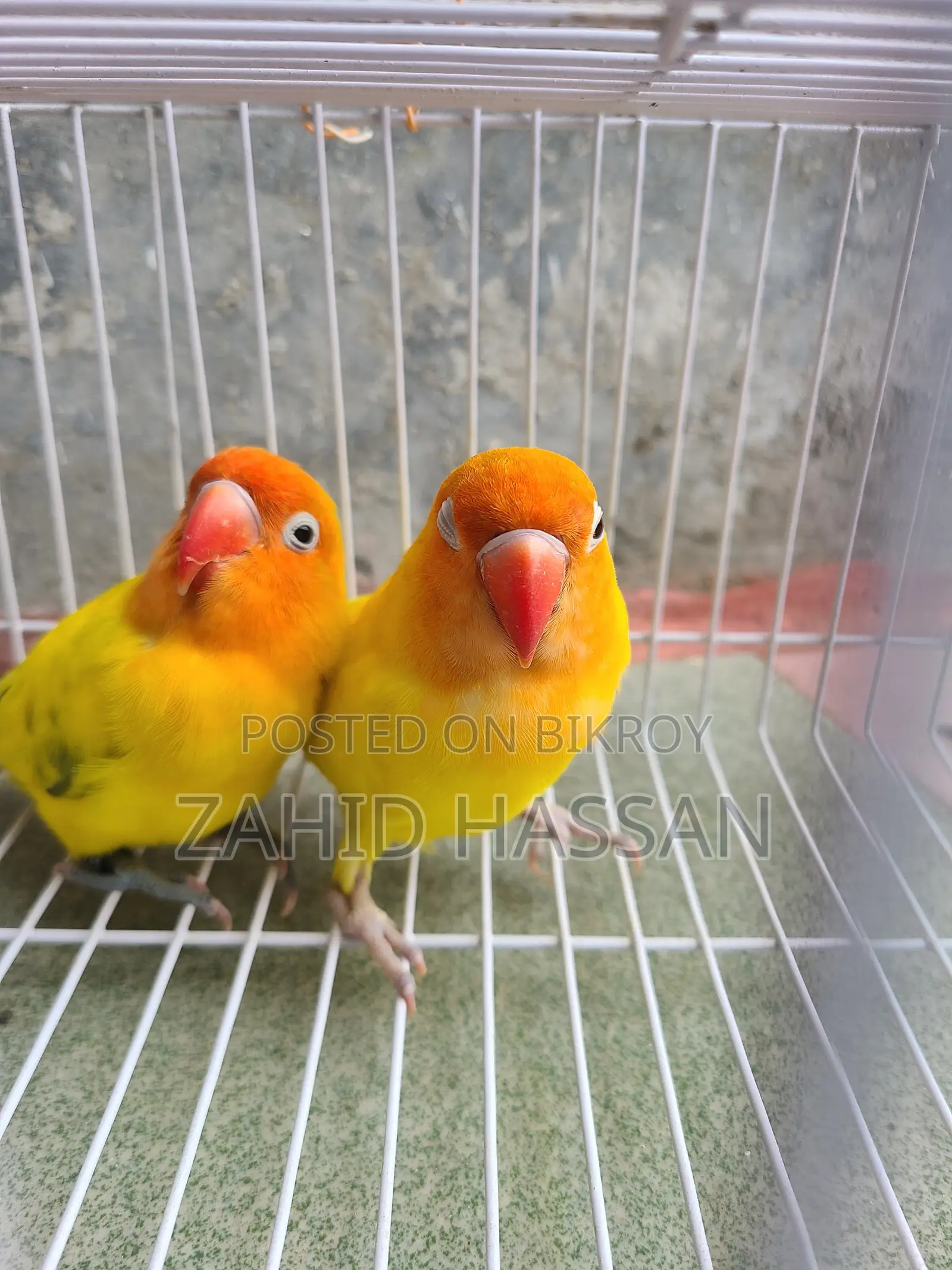 Love Bird Running Pair