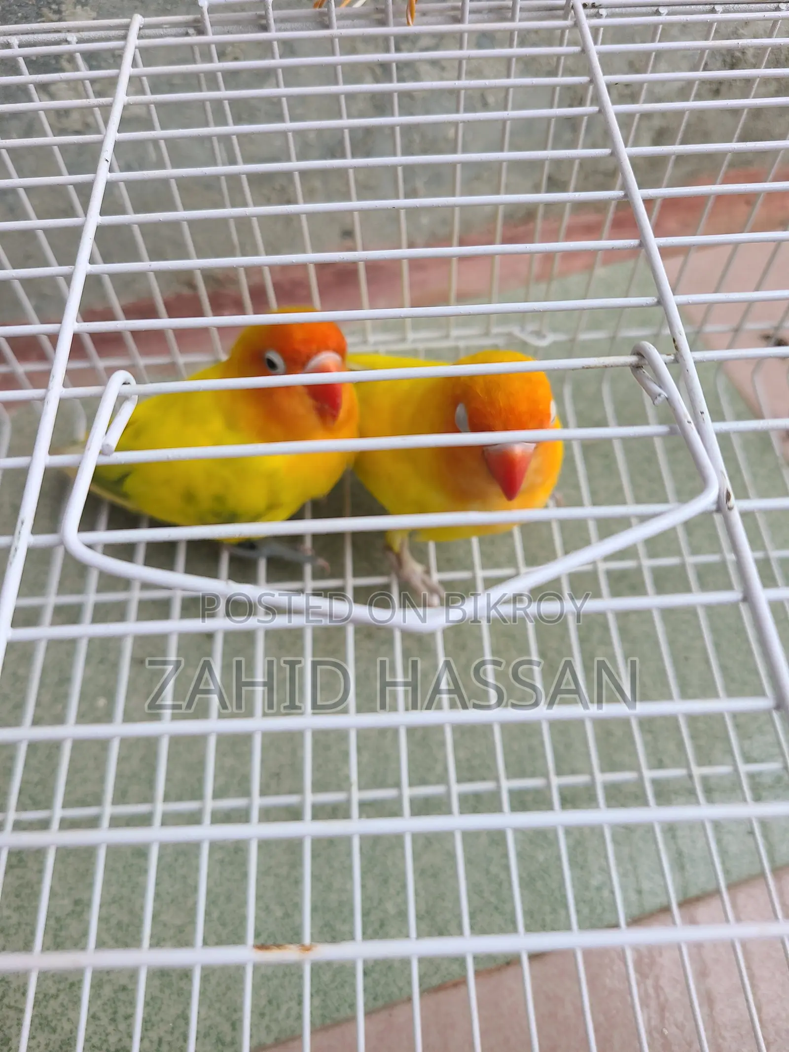 Love Bird Running Pair