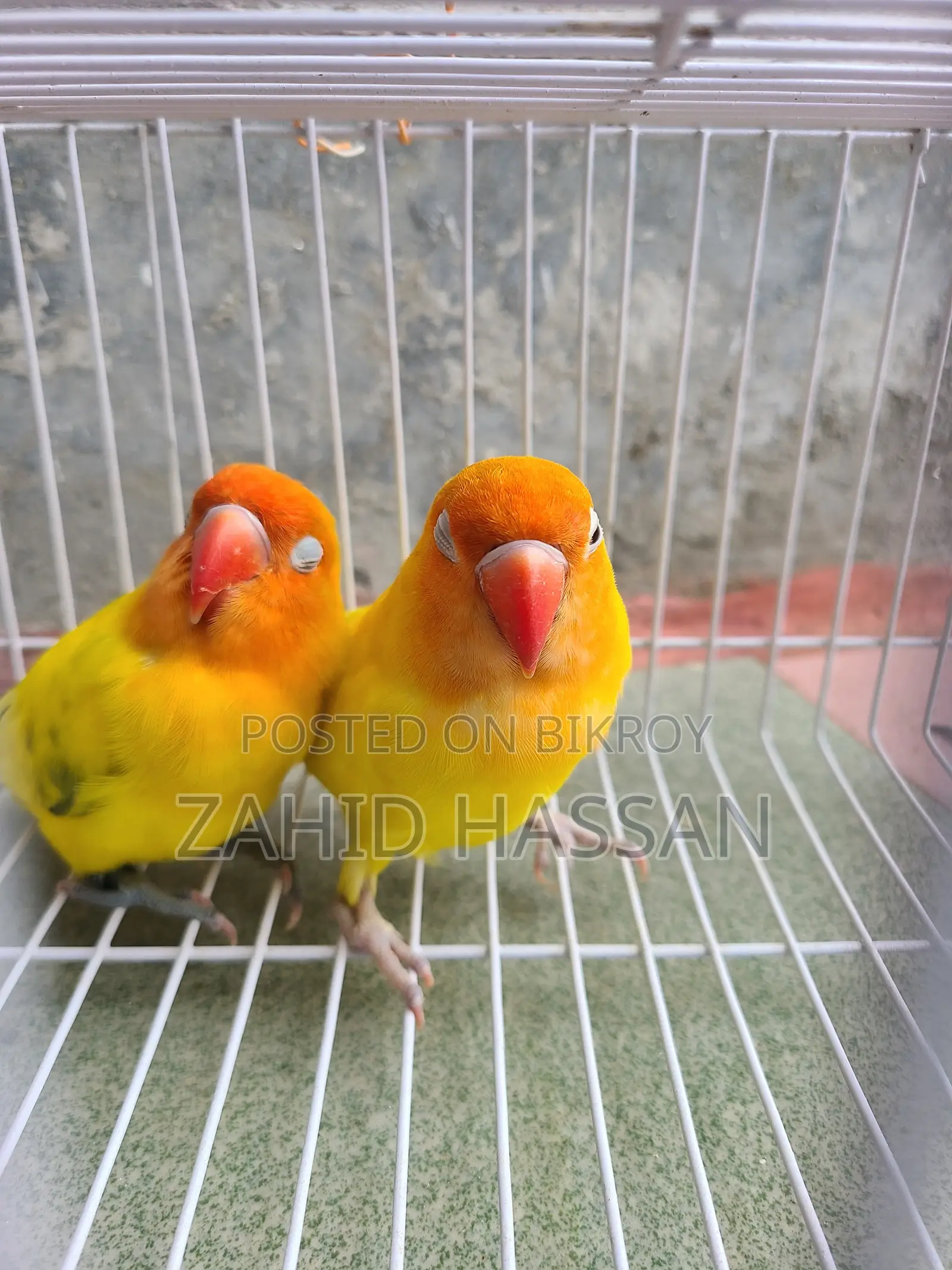 Love Bird Running Pair