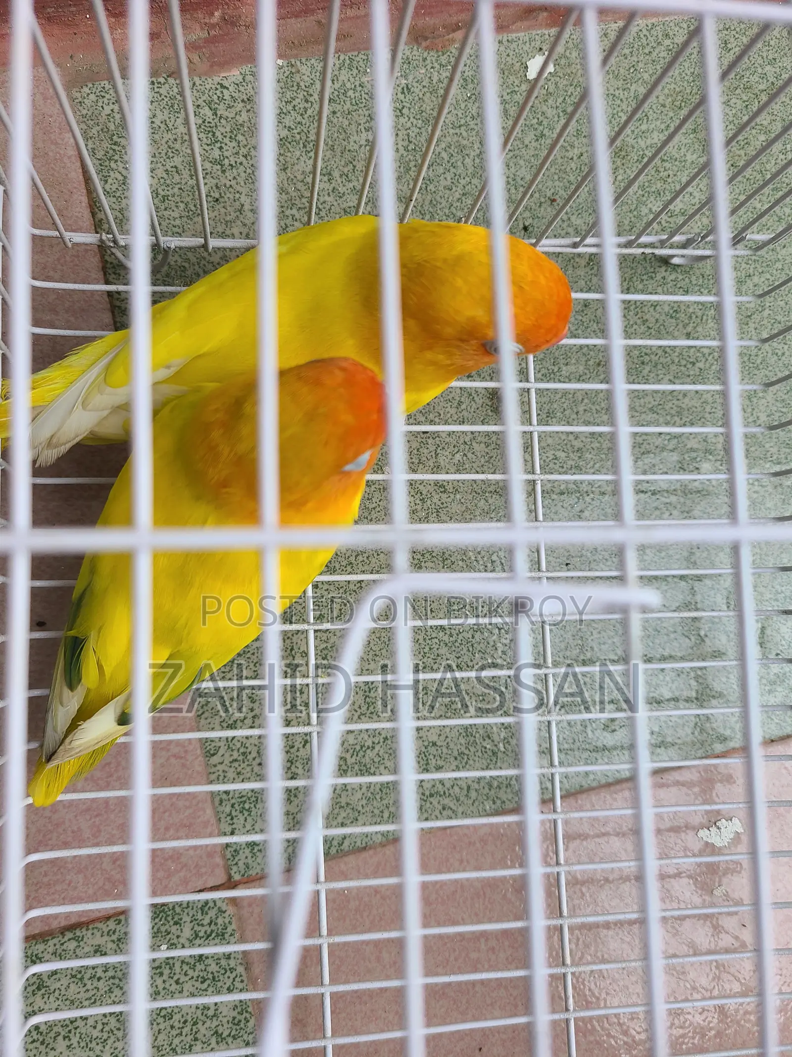 Love Bird Running Pair