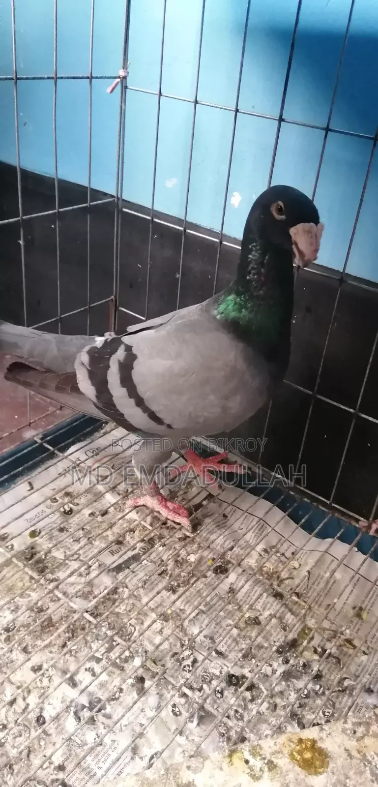 Pigeon for sale