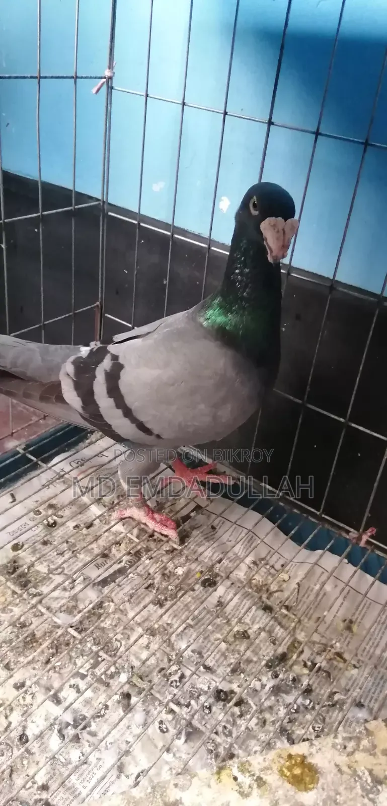 Pigeon for sale