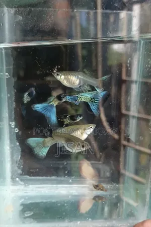 Guppy Blue Metal Lace