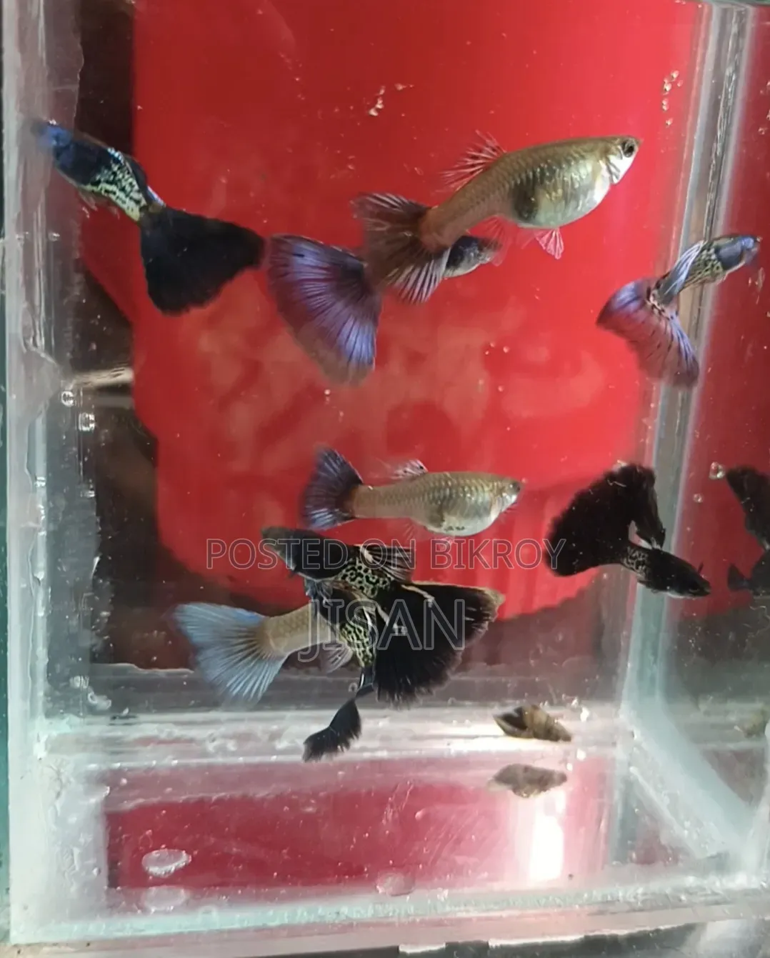 Guppy Blue Metal Lace