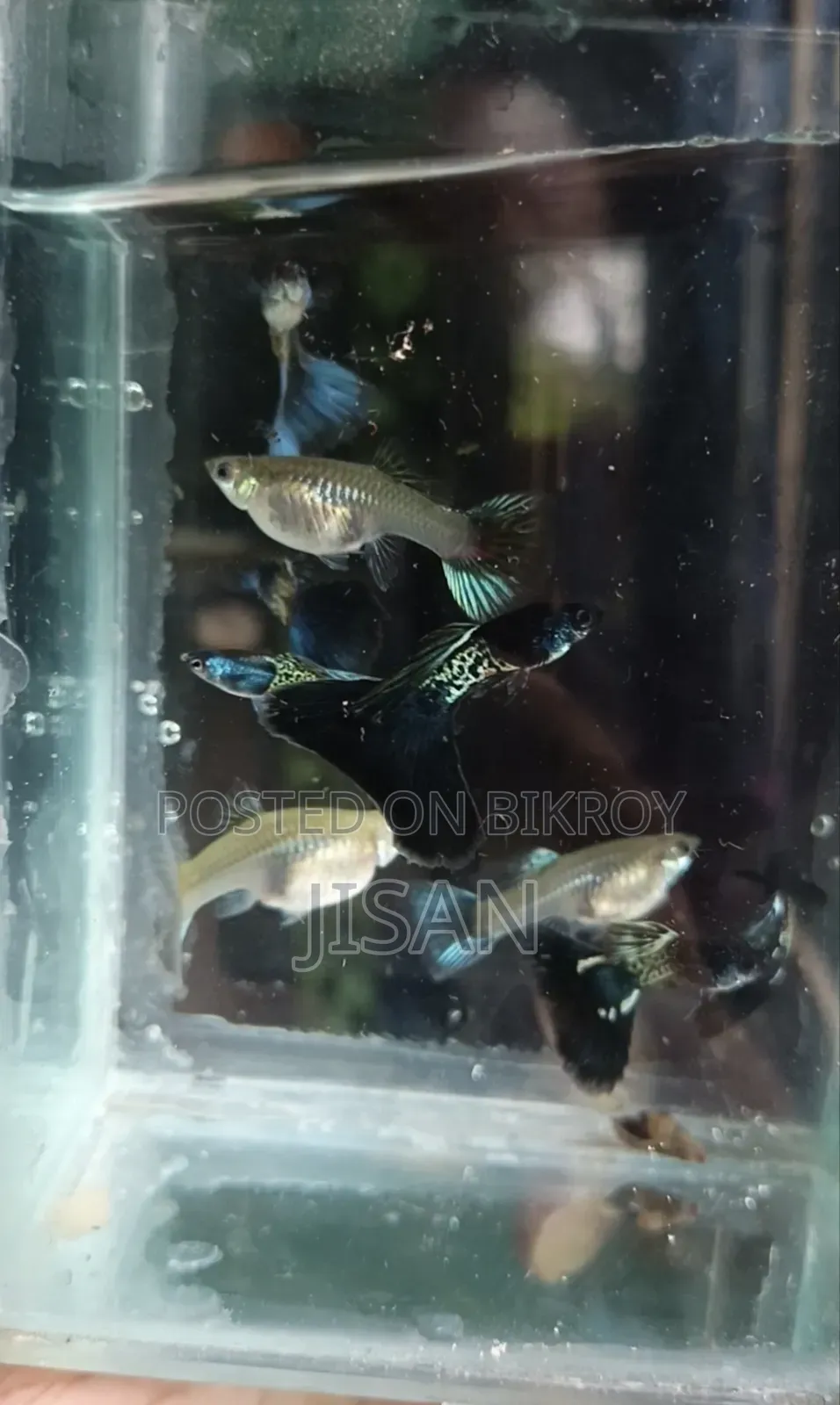Guppy Blue Metal Lace
