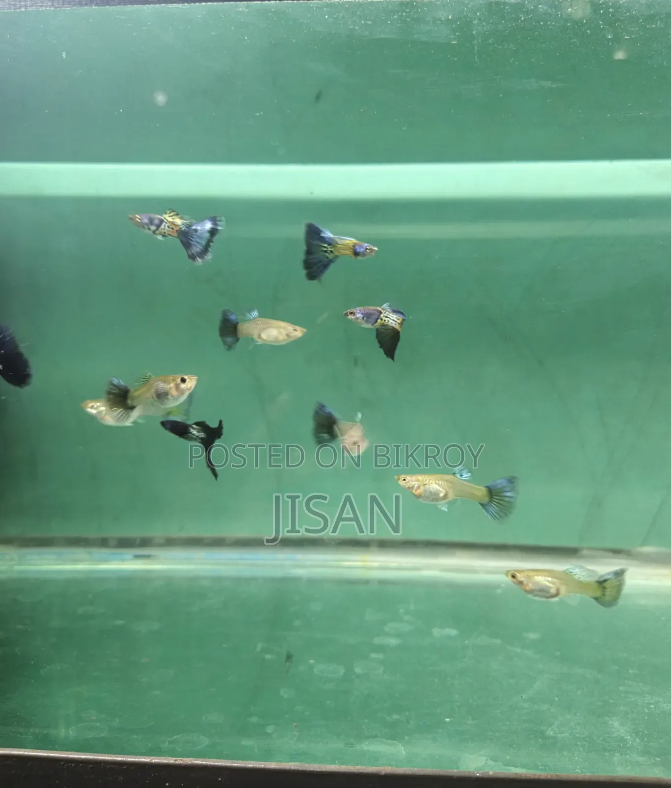Guppy Blue Metal Lace