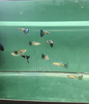 Guppy Blue Metal Lace