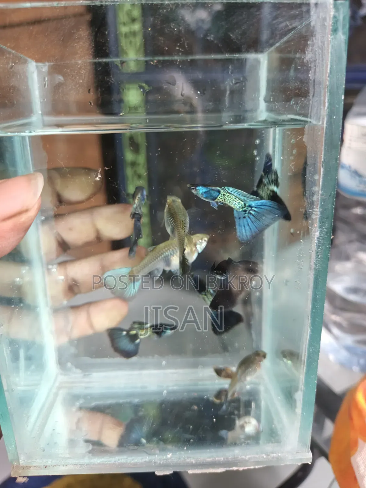 Guppy Blue Metal Lace