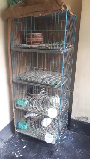 এই কবুতরের এই খাচাটি বিক্রয় করা হবে। স্থান জাংগালিয