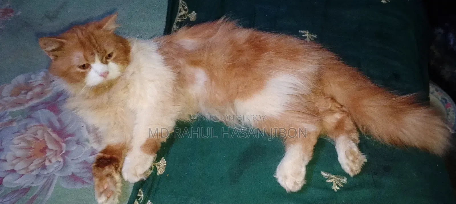 6-12 Months Male Purebred Persian