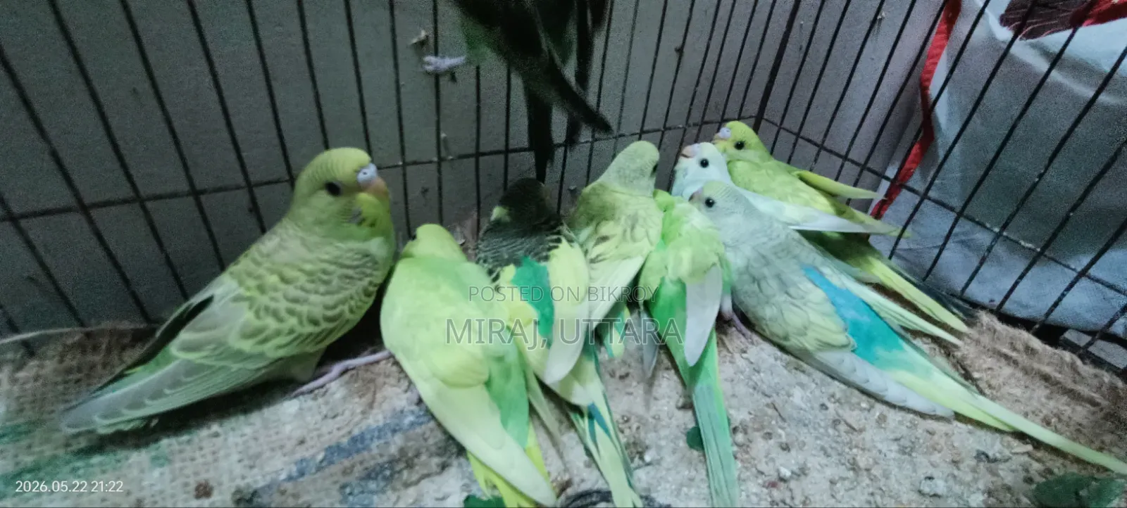New Budgie Chicks for Sale