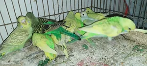 New Budgie Chicks for Sale