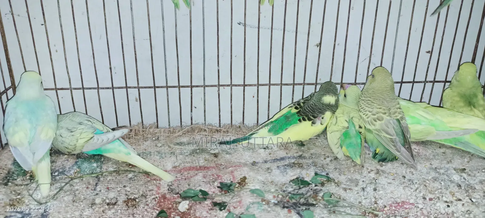 New Budgie Chicks for Sale