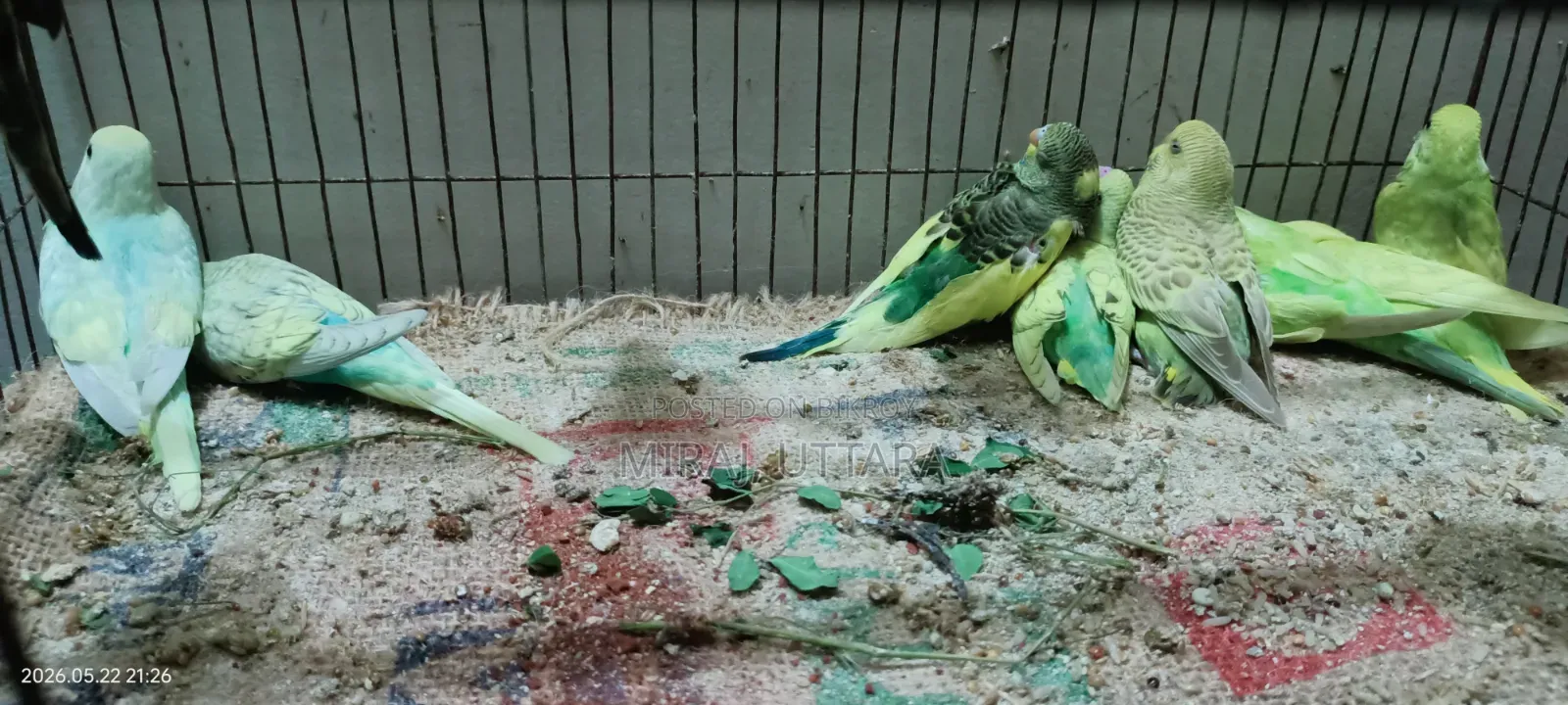 New Budgie Chicks for Sale