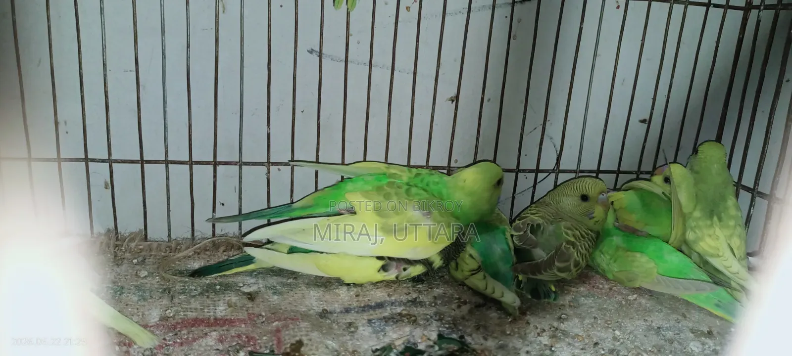 New Budgie Chicks for Sale