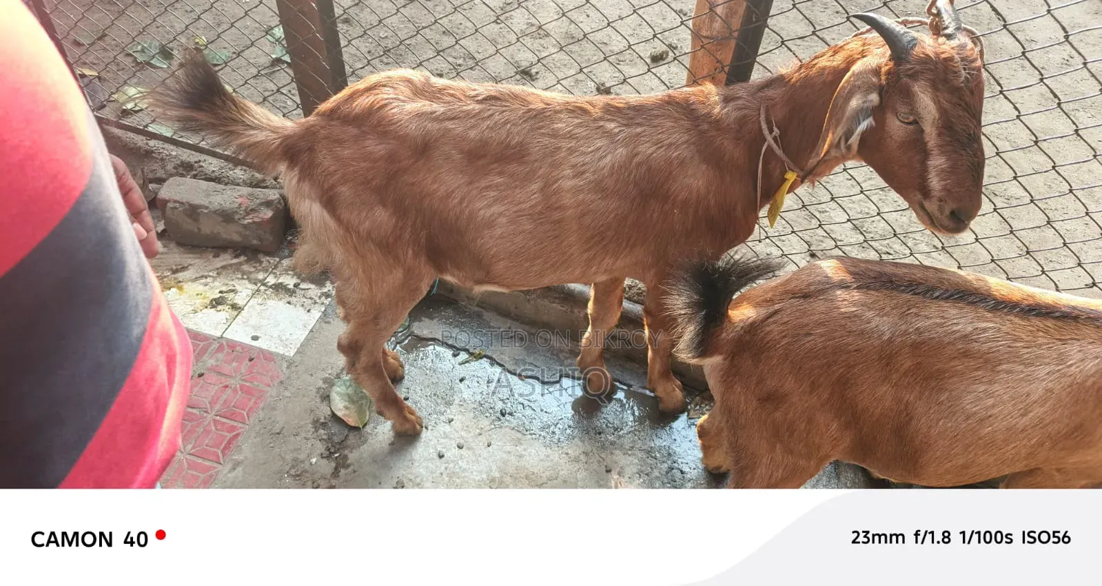 Black Bengal Goat