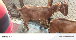 Black Bengal Goat